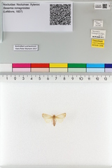 Sesamia nonagrioides