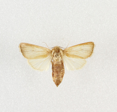 Sesamia nonagrioides