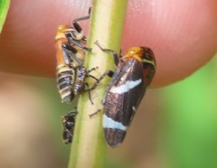 Eurymeloides bicincta