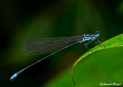 Caconeura ramburi