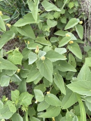 Abutilon austro-africanum