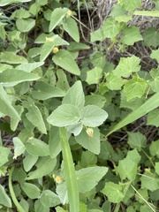 Abutilon austro-africanum