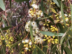 Eucalyptus porosa