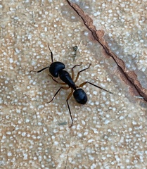 Camponotus renggeri