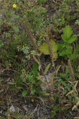 Veronica porphyriana