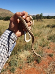 Psammophis leightoni