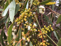 Eucalyptus porosa