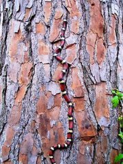 Lampropeltis gentilis