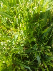 Poaceae