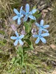 Oxypetalum coeruleum