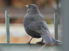 Turdus merula