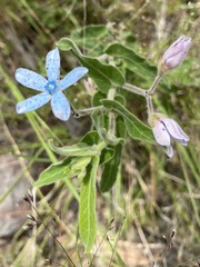 Oxypetalum coeruleum