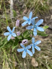 Oxypetalum coeruleum