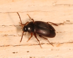 Choleva agilis