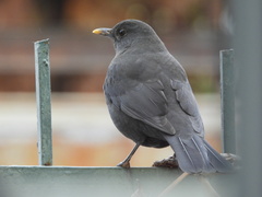 Turdus merula