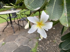Plumeria obtusa