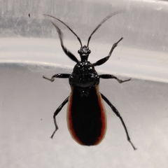 Scadra okinawensis