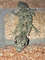 Carphodactylidae