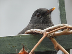 Turdus merula
