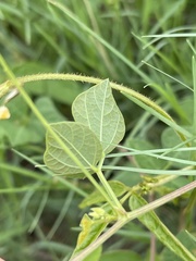 Rhynchosia minima minima