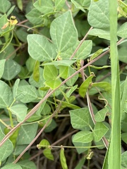 Rhynchosia minima minima