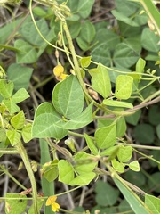 Rhynchosia minima minima