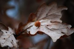 Cynips quercusfolii