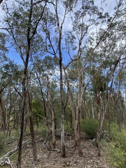 Eucalyptus dealbata