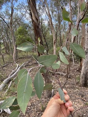 Eucalyptus dealbata