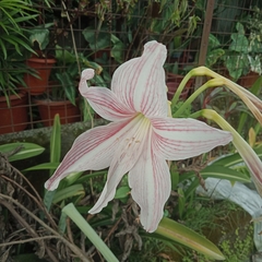 Hippeastrum reticulatum