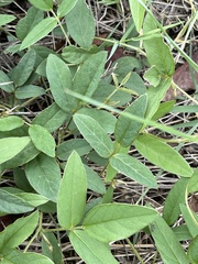 Teramnus labialis labialis