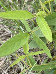 Teramnus labialis labialis