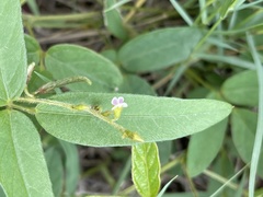 Teramnus labialis labialis