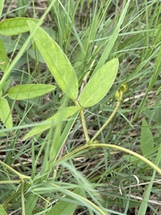 Teramnus labialis labialis