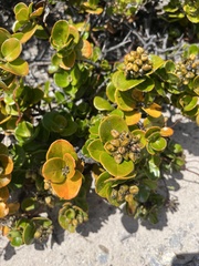 Logania crassifolia