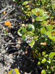 Logania crassifolia