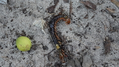 Scolopendra subspinipes