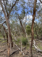 Eucalyptus dealbata