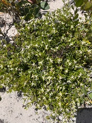 Spyridium phylicoides