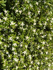 Spyridium phylicoides