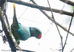 Psittacula columboides