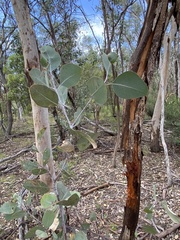 Eucalyptus dealbata
