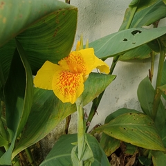 Canna × generalis