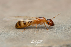 Colobopsis macrocephala