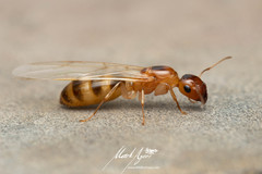 Colobopsis macrocephala