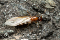 Colobopsis macrocephala