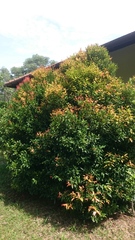 Syzygium myrtifolium