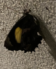Ogyris abrota