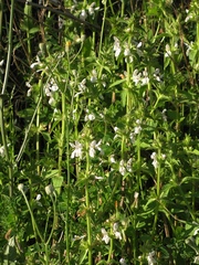 Stachys spinulosa