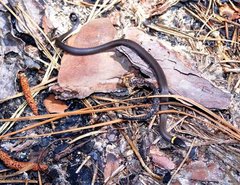 Diadophis punctatus stictogenys